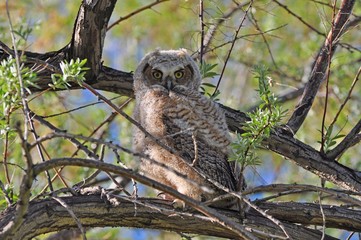 great horned owlet