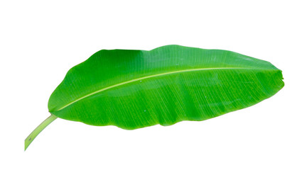 Obraz premium Green banana leaf isolated on white background with clipping path.