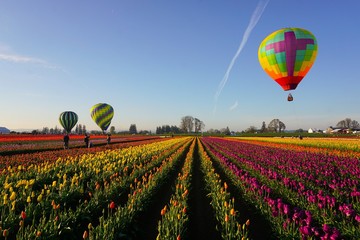 Colorful rows of tulips and hot air balloons in spring in the pacific northwest
