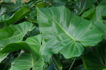 Green leafs at Mexico rainforest