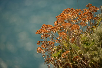 plant on the edge of the mountain