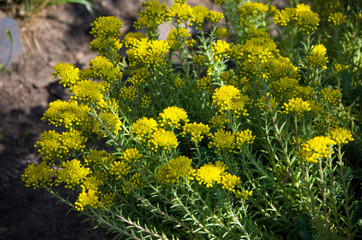 Obraz premium Sedum reflexum.