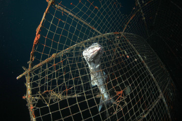 Dead fish in abandoned fishing net