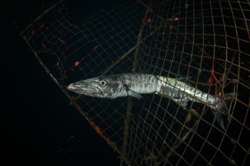 Dead fish in abandoned fishing net