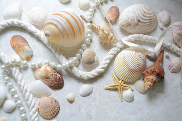 decor of seashells
