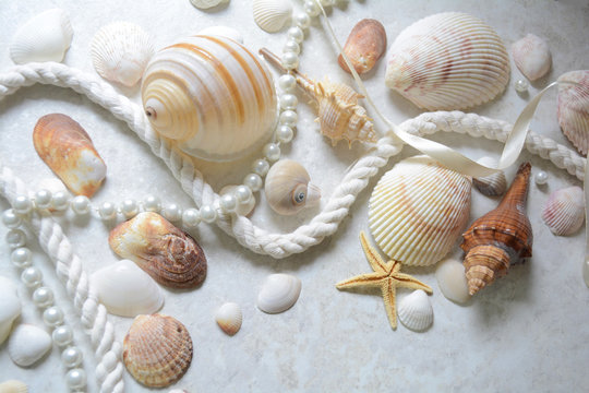 Decor Of Seashells