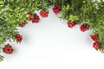Christmas background with Red Berry Kokina Flower. .