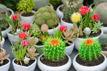 flowering cacti in pots