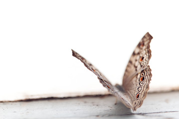 Night butterfly isolated background, selective focus.