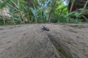 Hercules beetle