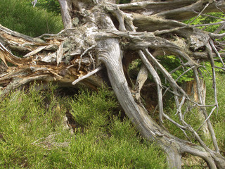 A forest through which the storm passed. Only broken and overturned trees remained. It was...