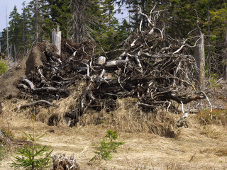 A forest through which the storm passed. Only broken and overturned trees remained. It was...