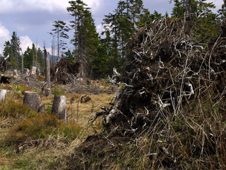 A forest through which the storm passed. Only broken and overturned trees remained. It was...