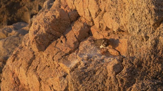 Ruddy turnstone (Arenaria interpres) on the cliff