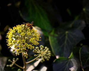 flowering ivy - a rare phenomenon, there is free space.