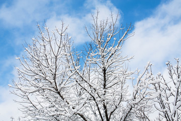 Fototapeta na wymiar Trees in the snow against the blue sky