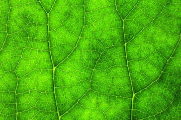 Natural Green Leaf Texture 