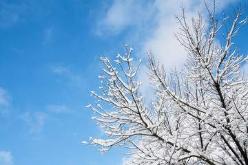 Trees in the snow against the blue sky