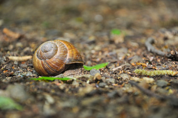 Snail on the floor in the forest. Burgundy snail, Helix, Roman snail, edible snail or escargot.