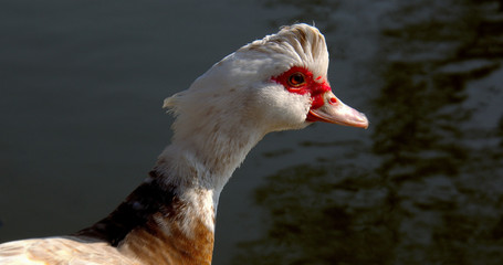 duck