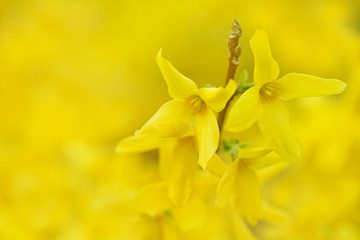 Spring  yellow blooming background. Flowering yellow branches. Spring flowers