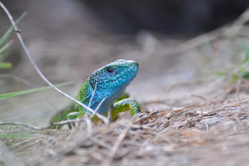 Green european lizard in nature. Green Lizard (Lacerta viridis) in natural habitat
