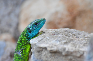 Green european lizard in nature. Green Lizard (Lacerta viridis) in natural habitat
