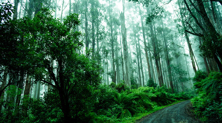 Fototapeta na wymiar Rainforest in Victoria