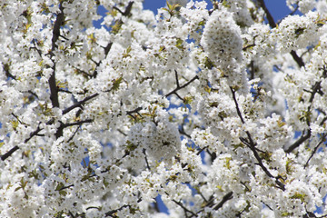 Fruit tree blossom