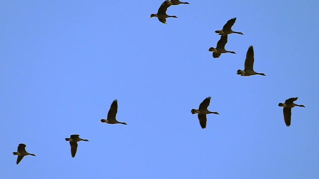 Flock of Canadian Geese flying in slow motion, isolated on blue sky background.
