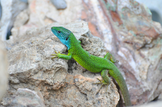 Green european lizard in nature. Green Lizard (Lacerta viridis) in natural habitat
