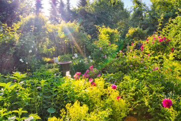 Blühende Rosen im englischen Naturgarten
