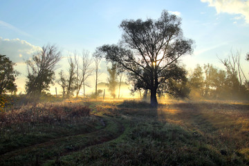 Fototapeta na wymiar dawn in the autumn grove