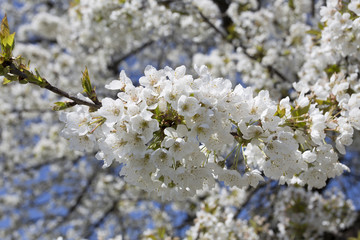 Fruit tree blossom