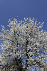 Fruit tree blossom