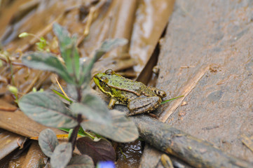 The edible frog (Pelophylax kl. esculentus) common water frog or green frog. Little frog in pond