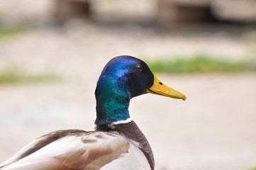 Portrait of wild duck. Mallard duck (Anas platyrhynchos) in the wild
