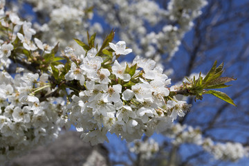 Fruit tree blossom