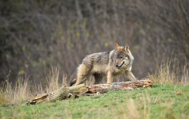 wilder Wolf - canis lupus