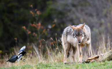 wilder Wolf und fliegende Elster