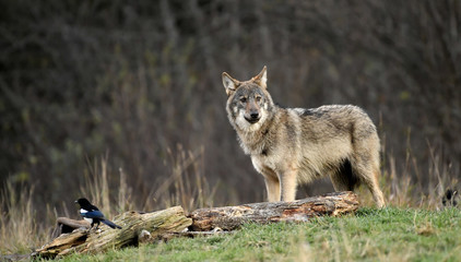 Naklejka na ściany i meble Wolf - Canis lupus