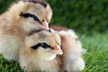 Little chicken on green grass