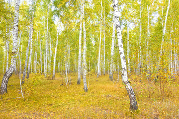 Obraz premium birch forest