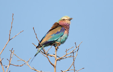 Lilac Breasted Roller with feathers fluffed up by the wind in south luangwa national park, zambia