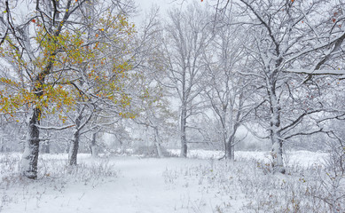 snowfall in the oak grove