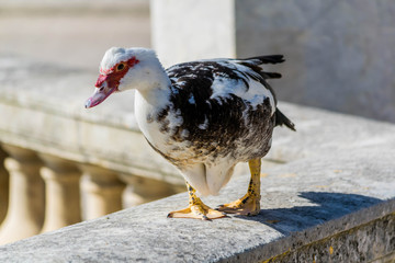 Canard musqué ou de barbarie.