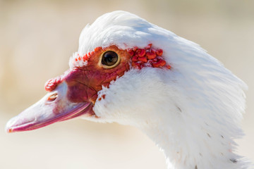 Canard musqué ou de barbarie.