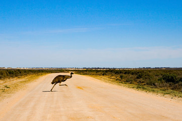 Emu Roadrunner 