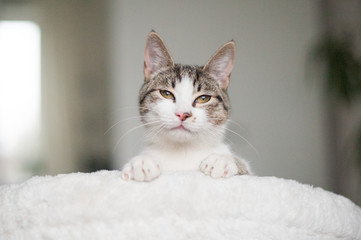 A cat with cunning eyes on a white armchair