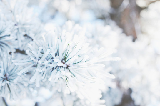 Fir tree twigs with snowflakes, winter background, close-up
